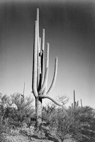 Full view of cactus and surrounding shrubs, In Saguaro National Monument, Arizona, ca. 1941-1942 White Modern Wood Framed Art Print with Double Matting by Adams, Ansel