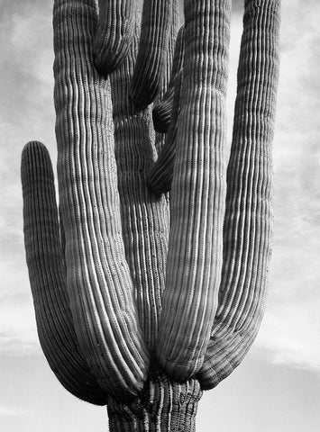 Detail of cactus Saguaros, Saguro National Monument, Arizona, ca. 1941-1942 White Modern Wood Framed Art Print with Double Matting by Adams, Ansel