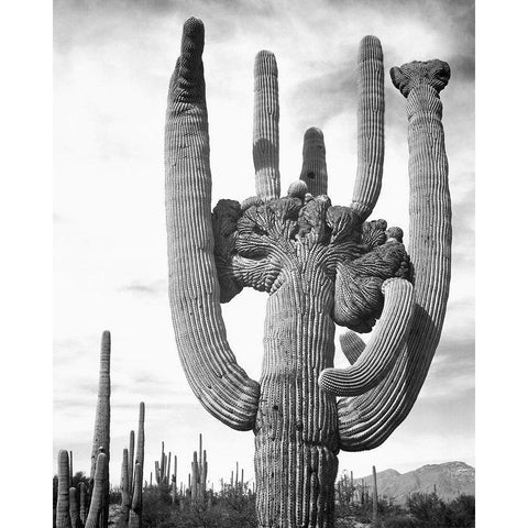 View of cactus and surrounding area Saguaros, Saguaro National Monument, Arizona, ca. 1941-1942 Gold Ornate Wood Framed Art Print with Double Matting by Adams, Ansel