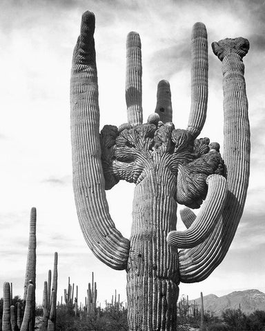 View of cactus and surrounding area Saguaros, Saguaro National Monument, Arizona, ca. 1941-1942 White Modern Wood Framed Art Print with Double Matting by Adams, Ansel