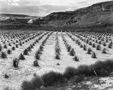 Looking across rows of corn, cliff in background, Corn Field, Indian Farm near Tuba City, Arizona, i White Modern Wood Framed Art Print with Double Matting by Adams, Ansel