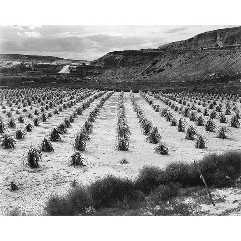 Looking across rows of corn, cliff in background, Corn Field, Indian Farm near Tuba City, Arizona, i Black Modern Wood Framed Art Print with Double Matting by Adams, Ansel