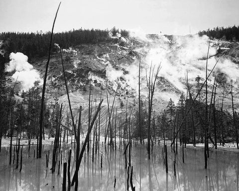 Barren trunks in water near steam rising from mountains, Roaring Mountain, Yellowstone National Park White Modern Wood Framed Art Print with Double Matting by Adams, Ansel