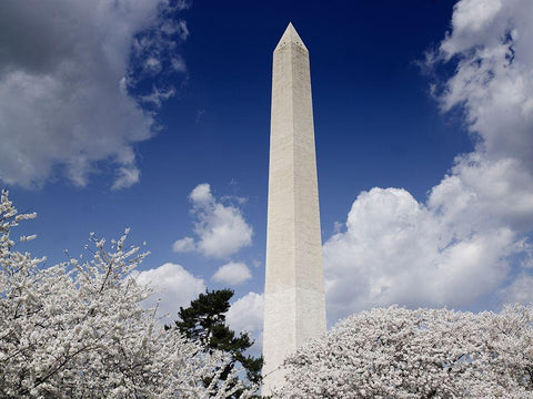 Washington Monument and cherry trees, Washington, D.C. Black Ornate Wood Framed Art Print with Double Matting by Highmith, Carol