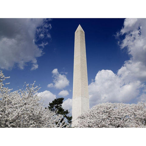 Washington Monument and cherry trees, Washington, D.C. Black Modern Wood Framed Art Print with Double Matting by Highmith, Carol