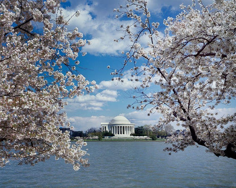 Jefferson Memorial with cherry blossoms, Washington, D.C. Black Ornate Wood Framed Art Print with Double Matting by Highmith, Carol