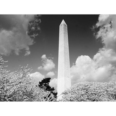 Washington Monument and cherry trees, Washington, D.C. - Black and White Variant Gold Ornate Wood Framed Art Print with Double Matting by Highmith, Carol