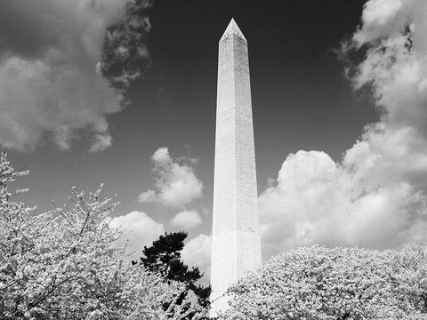 Washington Monument and cherry trees, Washington, D.C. - Black and White Variant White Modern Wood Framed Art Print with Double Matting by Highmith, Carol