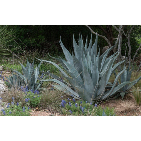 Agave and Bluebonnets at the Lady Bird Johnson Wildflower Center, near Austin, TX Black Modern Wood Framed Art Print with Double Matting by Highmith, Carol