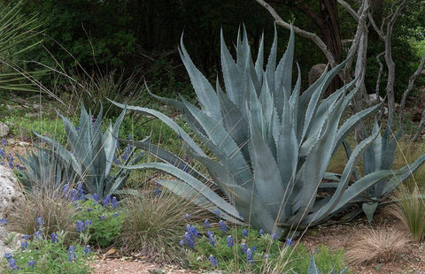 Agave and Bluebonnets at the Lady Bird Johnson Wildflower Center, near Austin, TX Black Ornate Wood Framed Art Print with Double Matting by Highmith, Carol