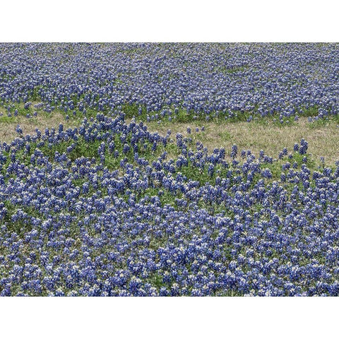 A profusion of Bluebonnets, in a field in Boerne, TX Black Modern Wood Framed Art Print by Highmith, Carol