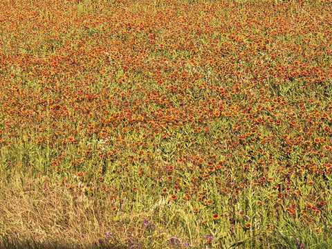 A field of wildflowers near the town of Tenton in Fannin County, TX, 2014 White Modern Wood Framed Art Print with Double Matting by Highmith, Carol