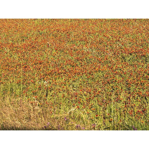 A field of wildflowers near the town of Tenton in Fannin County, TX, 2014 Gold Ornate Wood Framed Art Print with Double Matting by Highmith, Carol