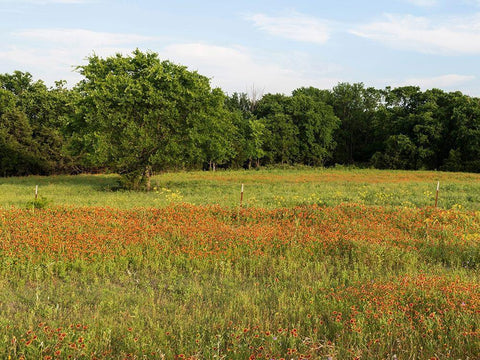 A field of wildflowers near the town of Trenton in Fannin County in Northeast Texas White Modern Wood Framed Art Print with Double Matting by Highmith, Carol