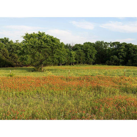 A field of wildflowers near the town of Trenton in Fannin County in Northeast Texas White Modern Wood Framed Art Print by Highmith, Carol