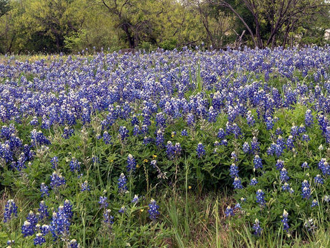 A pretty field of bluebonnets near Marble Falls, TX Black Ornate Wood Framed Art Print with Double Matting by Highmith, Carol