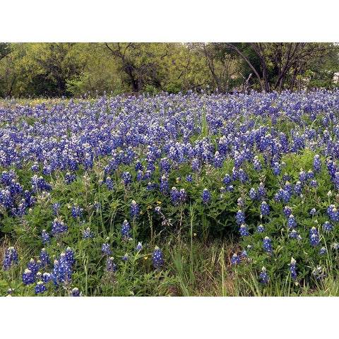 A pretty field of bluebonnets near Marble Falls, TX Gold Ornate Wood Framed Art Print with Double Matting by Highmith, Carol