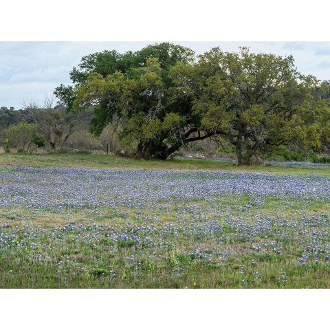 Field of bluebonnets in the Texas Hill Country, near Burnet White Modern Wood Framed Art Print by Highmith, Carol