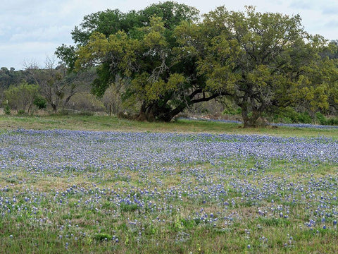 Field of bluebonnets in the Texas Hill Country, near Burnet White Modern Wood Framed Art Print with Double Matting by Highmith, Carol