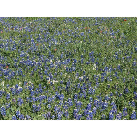 Bluebonnets, Fredericksburg, TX Black Modern Wood Framed Art Print with Double Matting by Highmith, Carol