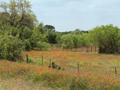 Field of wildflowers in Gonzales County, TX White Modern Wood Framed Art Print with Double Matting by Highmith, Carol
