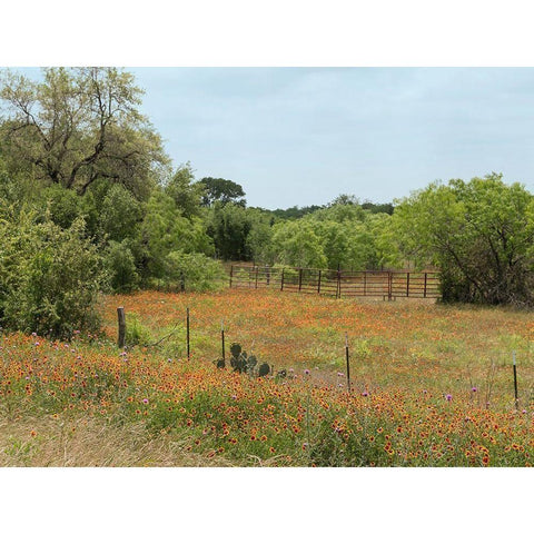 Field of wildflowers in Gonzales County, TX Black Modern Wood Framed Art Print by Highmith, Carol