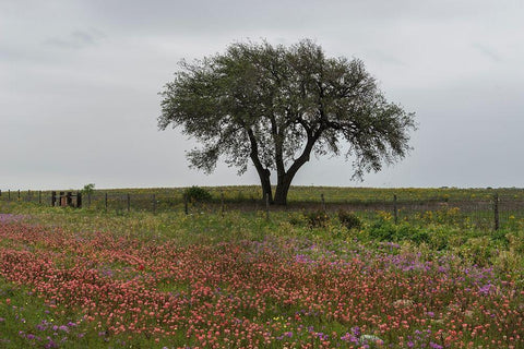 Wildflower field near Poteet in Atascosa County, TX Black Ornate Wood Framed Art Print with Double Matting by Highmith, Carol