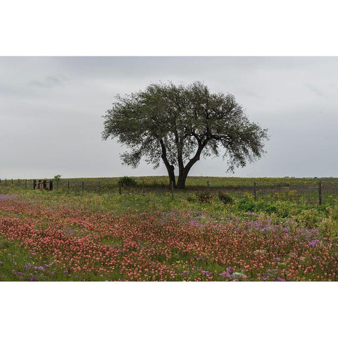 Wildflower field near Poteet in Atascosa County, TX White Modern Wood Framed Art Print by Highmith, Carol