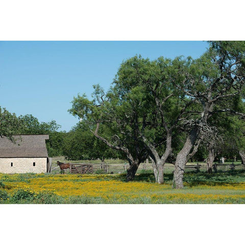 Horse on a meadow in the Lyndon B. Johnson National Historical Park in Johnson City, TX Black Modern Wood Framed Art Print with Double Matting by Highmith, Carol