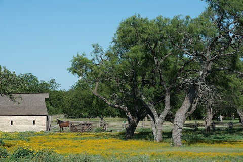 Horse on a meadow in the Lyndon B. Johnson National Historical Park in Johnson City, TX White Modern Wood Framed Art Print with Double Matting by Highmith, Carol