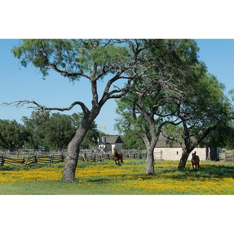 Horses gallop toward the camera in a wildflower-rich National Park Service meadow in Johnson City, T Gold Ornate Wood Framed Art Print with Double Matting by Highmith, Carol