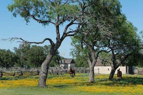 Horses gallop toward the camera in a wildflower-rich National Park Service meadow in Johnson City, T White Modern Wood Framed Art Print with Double Matting by Highmith, Carol