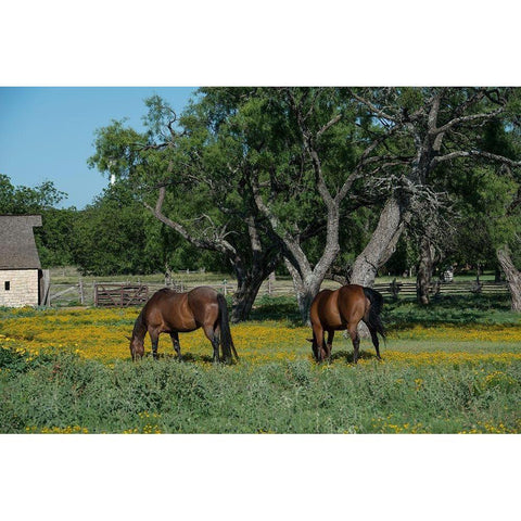 Horses grazing on a meadow in the Lyndon B. Johnson National Historical Park in Johnson City, TX Black Modern Wood Framed Art Print with Double Matting by Highmith, Carol