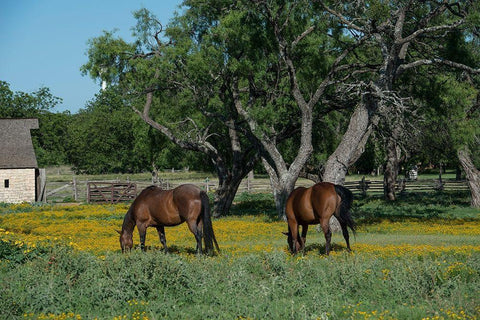 Horses grazing on a meadow in the Lyndon B. Johnson National Historical Park in Johnson City, TX White Modern Wood Framed Art Print with Double Matting by Highmith, Carol