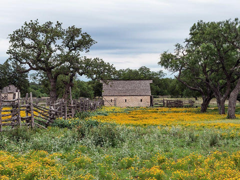 Vivid field of wildflowers in the Lyndon B. Johnson National Historical Park in Johnson City, TX Black Ornate Wood Framed Art Print with Double Matting by Highmith, Carol
