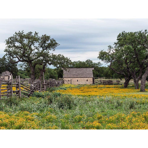 Vivid field of wildflowers in the Lyndon B. Johnson National Historical Park in Johnson City, TX Black Modern Wood Framed Art Print by Highmith, Carol
