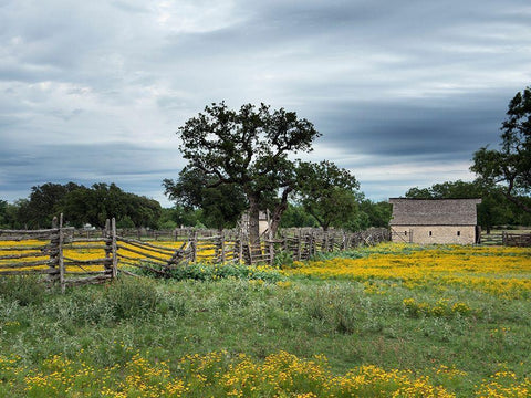 A beautiful wildflower array in a meadow in Johnson City, TX White Modern Wood Framed Art Print with Double Matting by Highmith, Carol