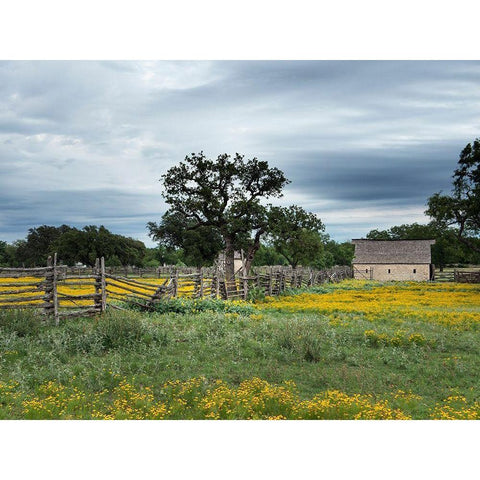 A beautiful wildflower array in a meadow in Johnson City, TX Gold Ornate Wood Framed Art Print with Double Matting by Highmith, Carol