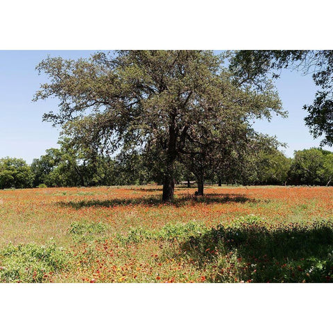 Shade trees and wildflowers on the LBJ Ranch, near Stonewall in the Texas Hill Country Black Modern Wood Framed Art Print with Double Matting by Highmith, Carol