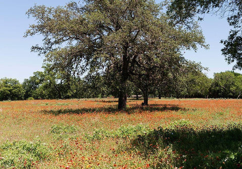 Shade trees and wildflowers on the LBJ Ranch, near Stonewall in the Texas Hill Country White Modern Wood Framed Art Print with Double Matting by Highmith, Carol