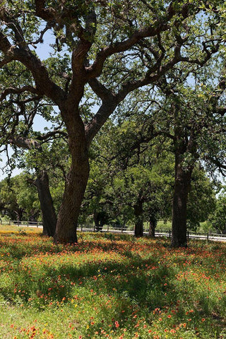 Shade trees and wildflowers on the LBJ Ranch, near Stonewall in the Texas Hill Country Black Ornate Wood Framed Art Print with Double Matting by Highmith, Carol