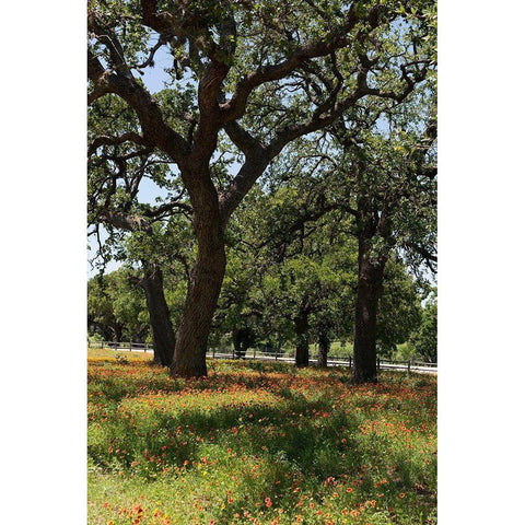 Shade trees and wildflowers on the LBJ Ranch, near Stonewall in the Texas Hill Country Black Modern Wood Framed Art Print by Highmith, Carol