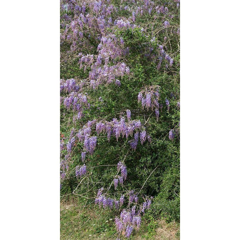 Spring flowers in Big Thicket National Preserve Black Modern Wood Framed Art Print by Highmith, Carol