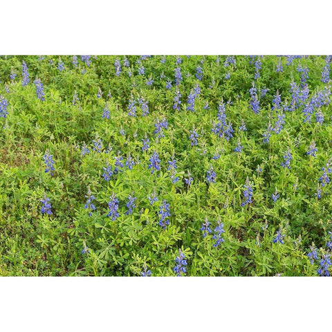 Spring flowers in Big Thicket National Preserve Black Modern Wood Framed Art Print by Highmith, Carol