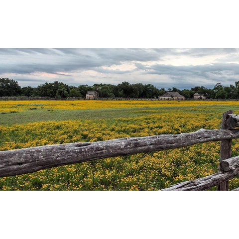 Vivid field of wildflowers in the Lyndon B. Johnson National Historical Park in Johnson City, TX Black Modern Wood Framed Art Print by Highmith, Carol