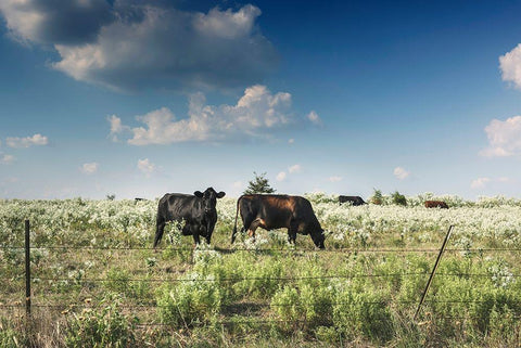 Cows in a field of wildflowers in rural Hunt County near Greenville, TX White Modern Wood Framed Art Print with Double Matting by Highmith, Carol