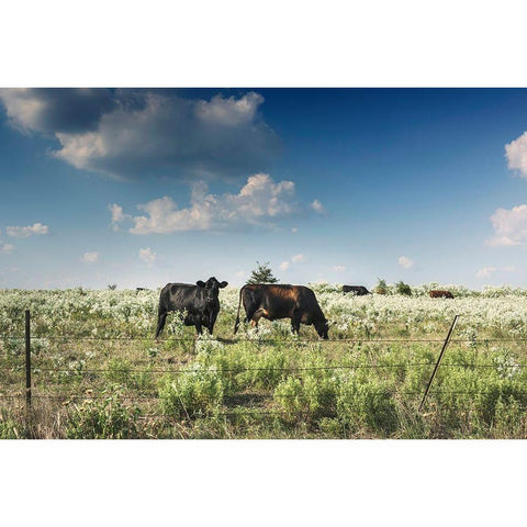 Cows in a field of wildflowers in rural Hunt County near Greenville, TX Black Modern Wood Framed Art Print with Double Matting by Highmith, Carol