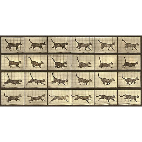 Motion Study: Running Cat Black Modern Wood Framed Art Print with Double Matting by Muybridge, Eadweard J.