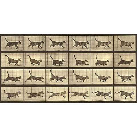 Motion Study: Running Cat White Modern Wood Framed Art Print by Muybridge, Eadweard J.
