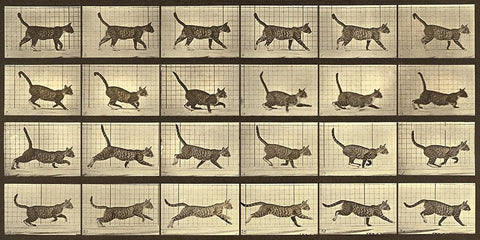 Motion Study: Running Cat Black Ornate Wood Framed Art Print with Double Matting by Muybridge, Eadweard J.